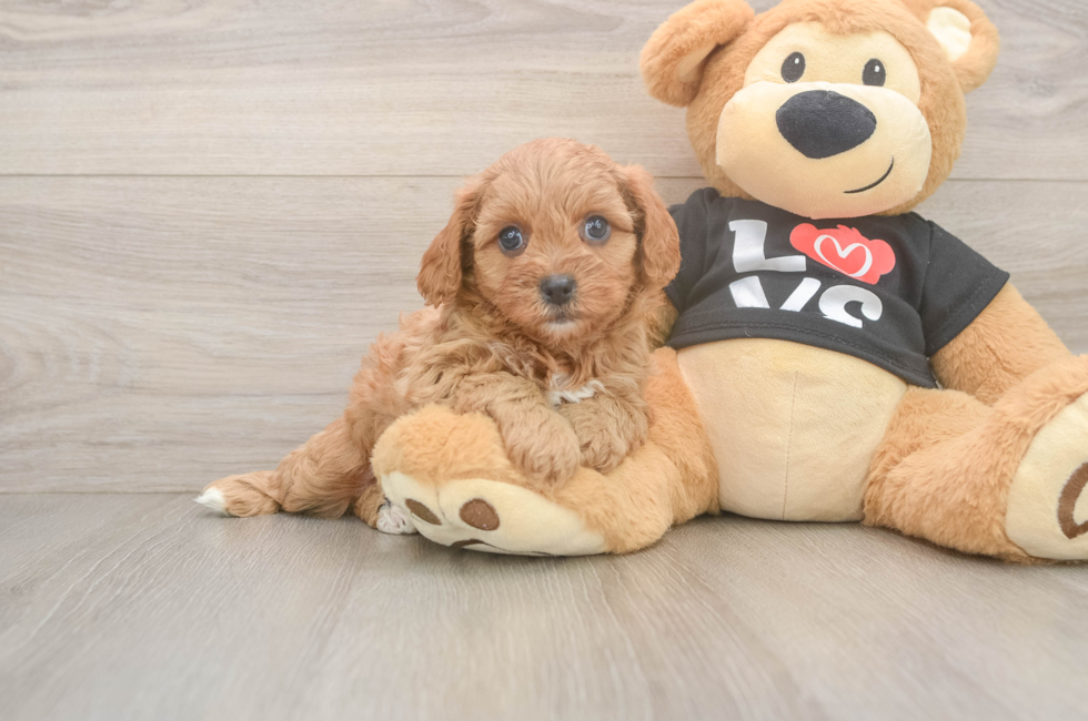 6 week old Cavapoo Puppy For Sale - Puppy Love PR