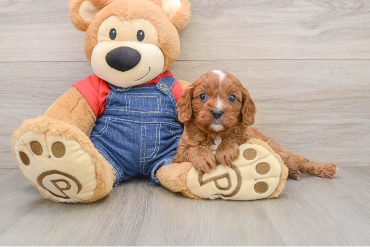 Fluffy Cavapoo Poodle Mix Pup
