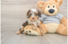 Fluffy Cavapoo Poodle Mix Pup