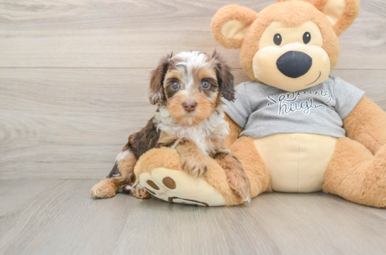 Fluffy Cavapoo Poodle Mix Pup