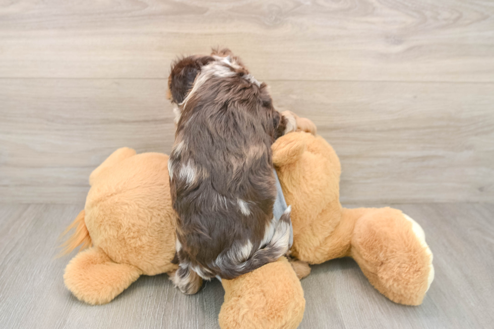 Sweet Cavapoo Baby