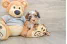 Happy Cavapoo Baby