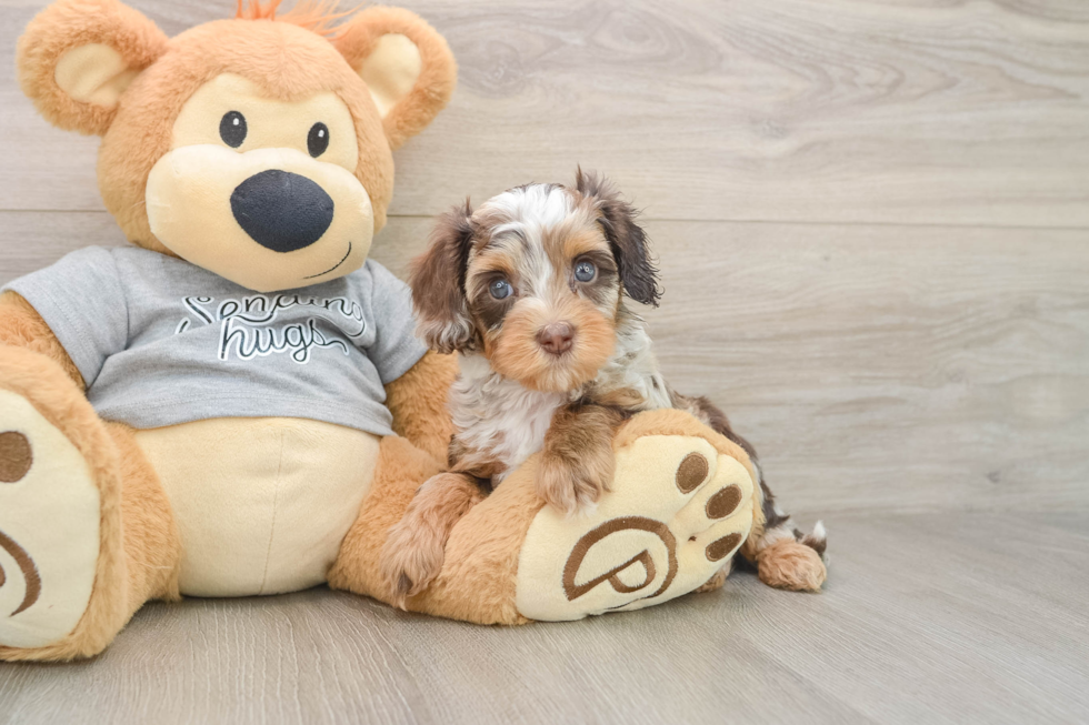 Happy Cavapoo Baby