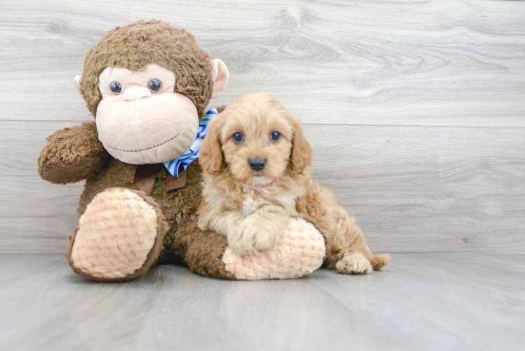 Cute Cavapoo Baby