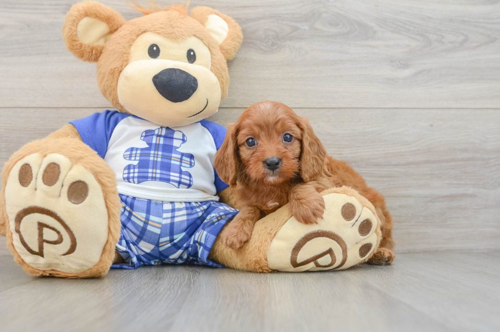 5 week old Cavapoo Puppy For Sale - Puppy Love PR