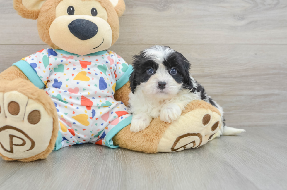 6 week old Cavapoo Puppy For Sale - Puppy Love PR
