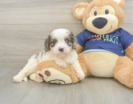 8 week old Cavapoo Puppy For Sale - Puppy Love PR