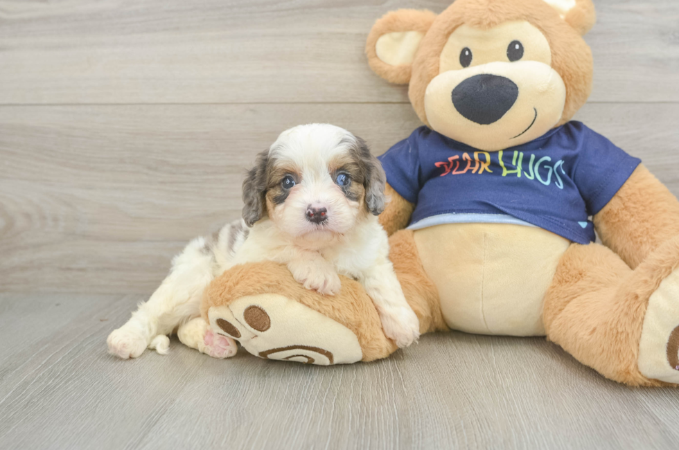 5 week old Cavapoo Puppy For Sale - Puppy Love PR