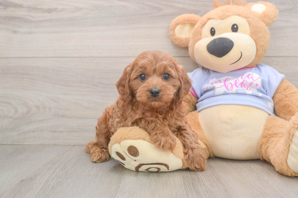 6 week old Cavapoo Puppy For Sale - Puppy Love PR