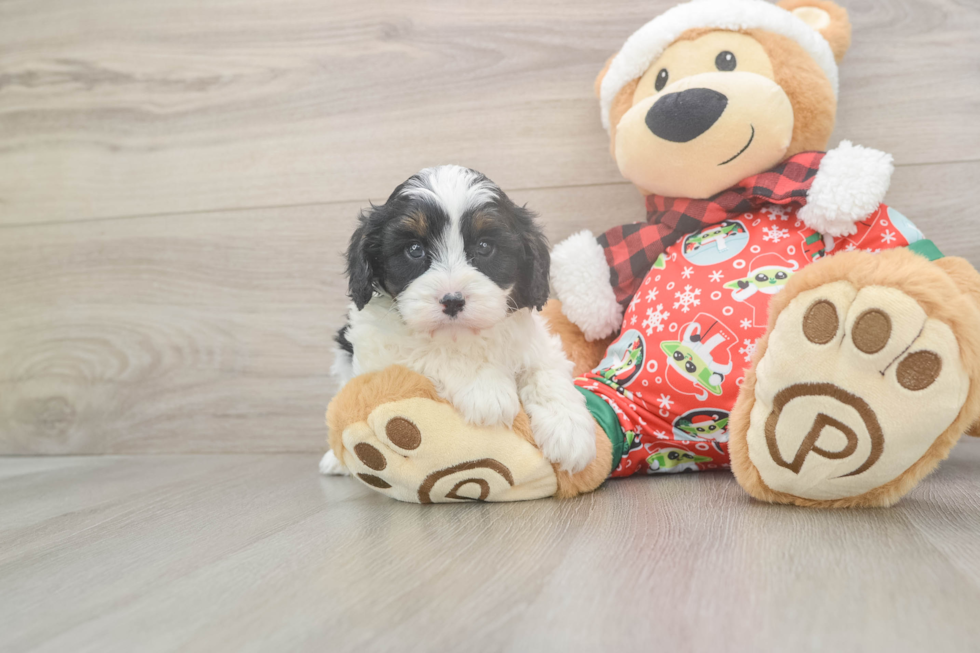 Cavapoo Puppy for Adoption