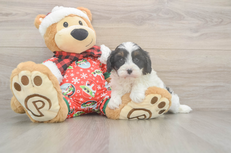 5 week old Cavapoo Puppy For Sale - Puppy Love PR