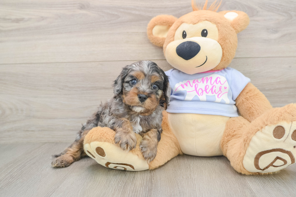 Cavapoo Pup Being Cute