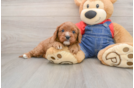 Best Cavapoo Baby
