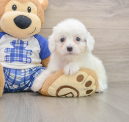 8 week old Cavapoo Puppy For Sale - Puppy Love PR