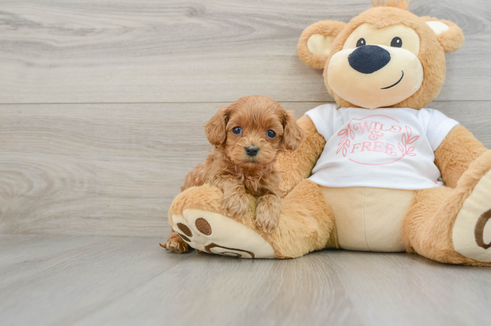 5 week old Cavapoo Puppy For Sale - Puppy Love PR