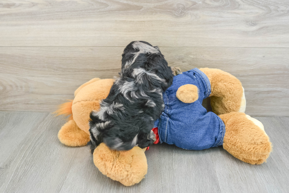 Petite Cavapoo Poodle Mix Pup