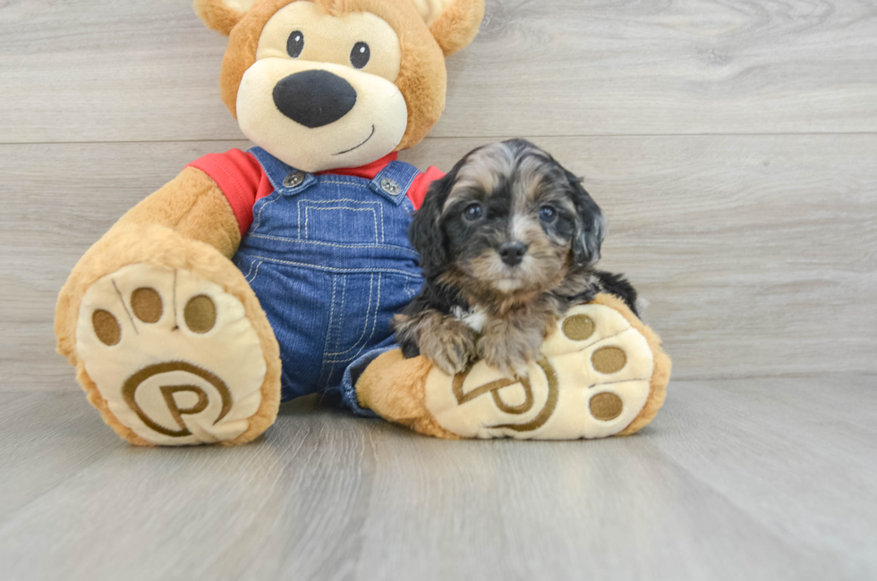 6 week old Cavapoo Puppy For Sale - Puppy Love PR