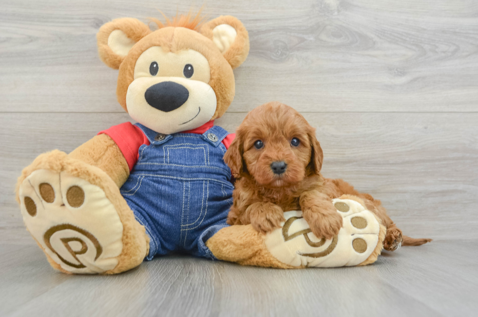 6 week old Cavapoo Puppy For Sale - Puppy Love PR