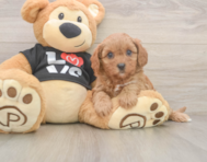 9 week old Cavapoo Puppy For Sale - Puppy Love PR