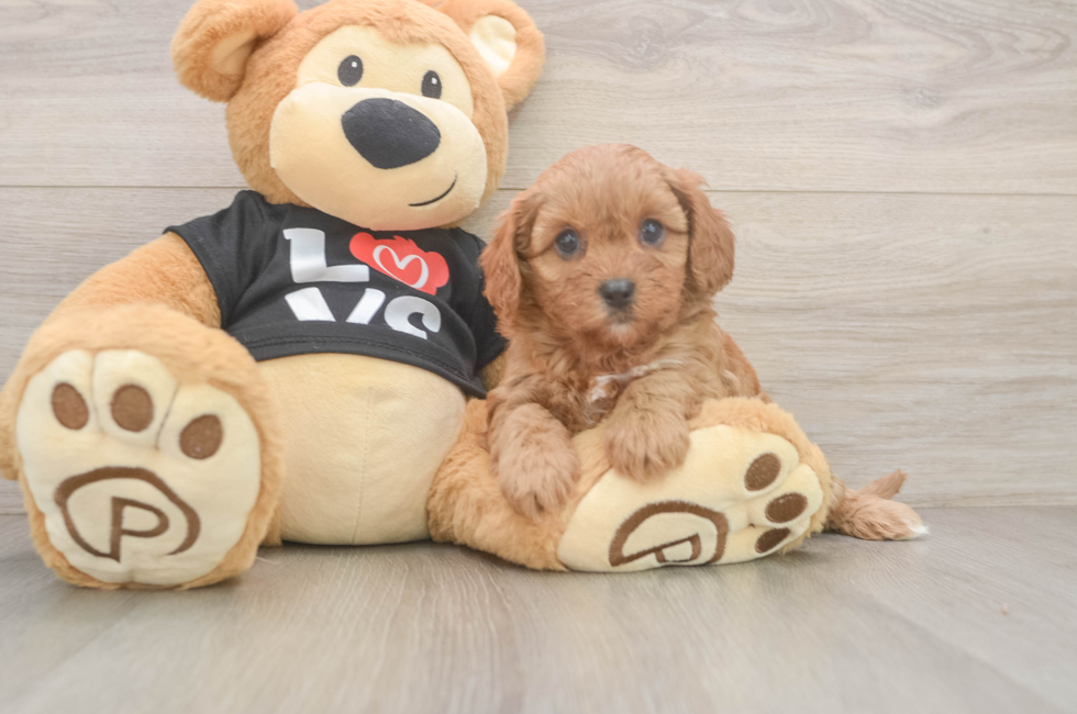 6 week old Cavapoo Puppy For Sale - Puppy Love PR