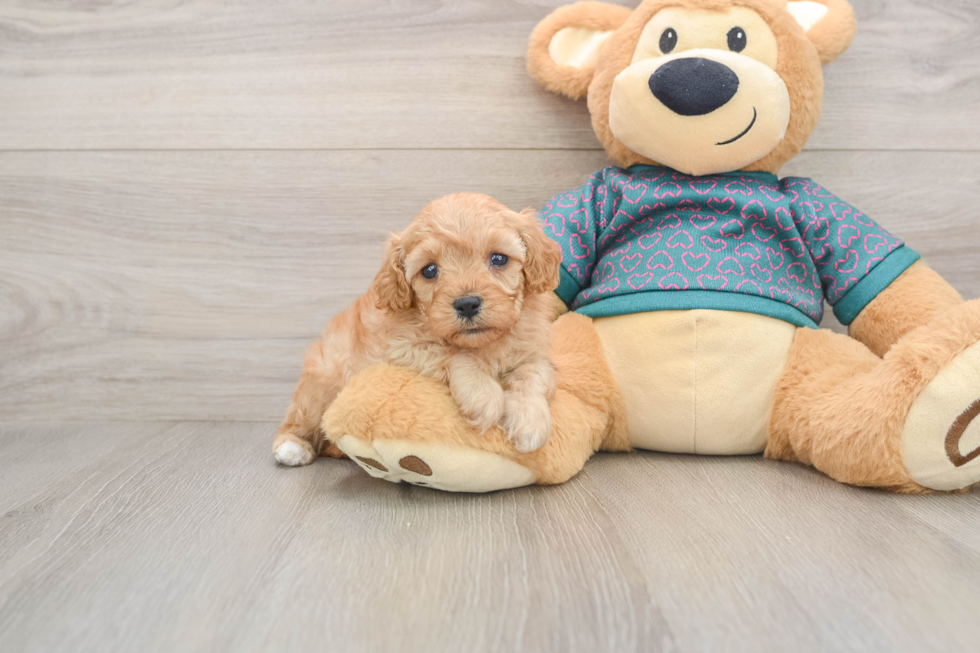 Cavapoo Pup Being Cute