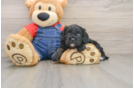 Cavapoo Pup Being Cute