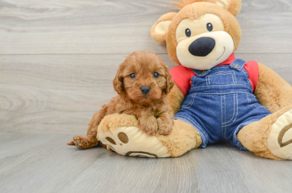 6 week old Cavapoo Puppy For Sale - Puppy Love PR