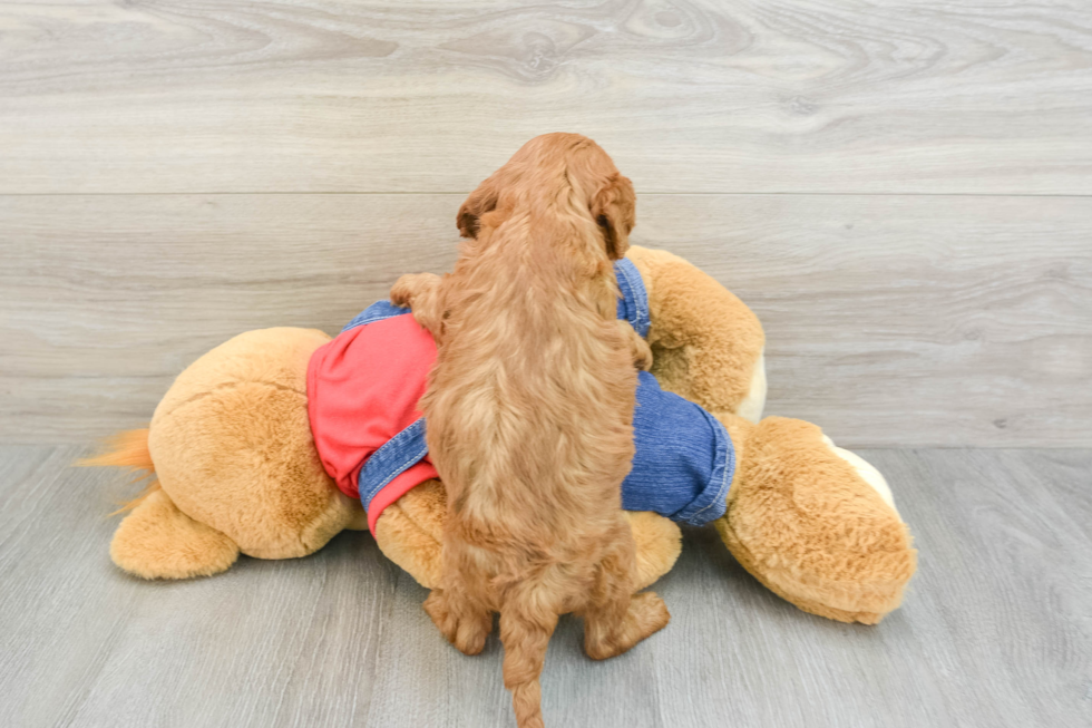 Happy Cavapoo Baby