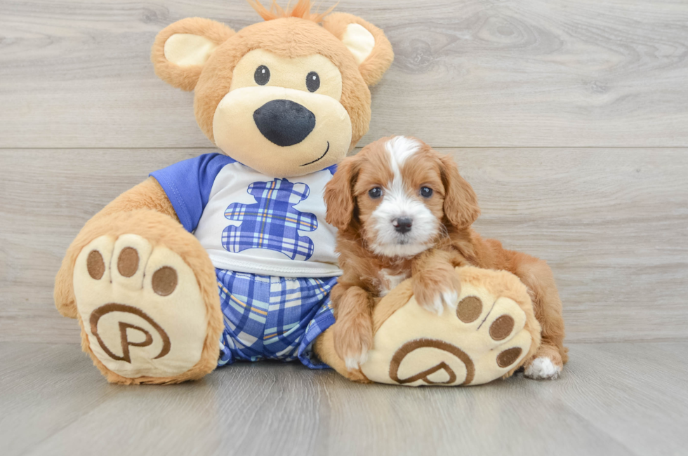 6 week old Cavapoo Puppy For Sale - Puppy Love PR