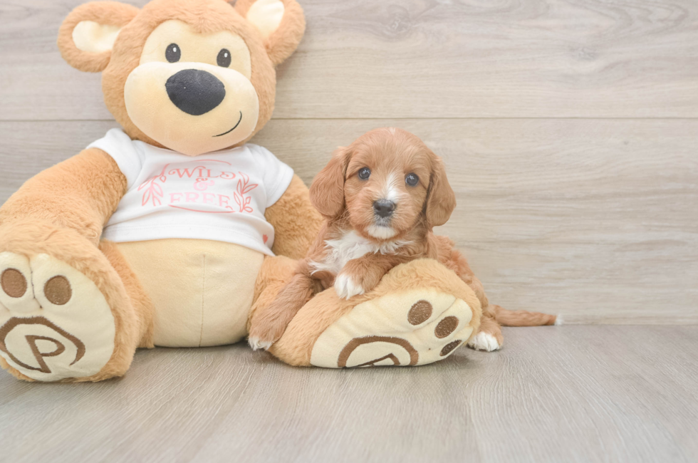 5 week old Cavapoo Puppy For Sale - Puppy Love PR