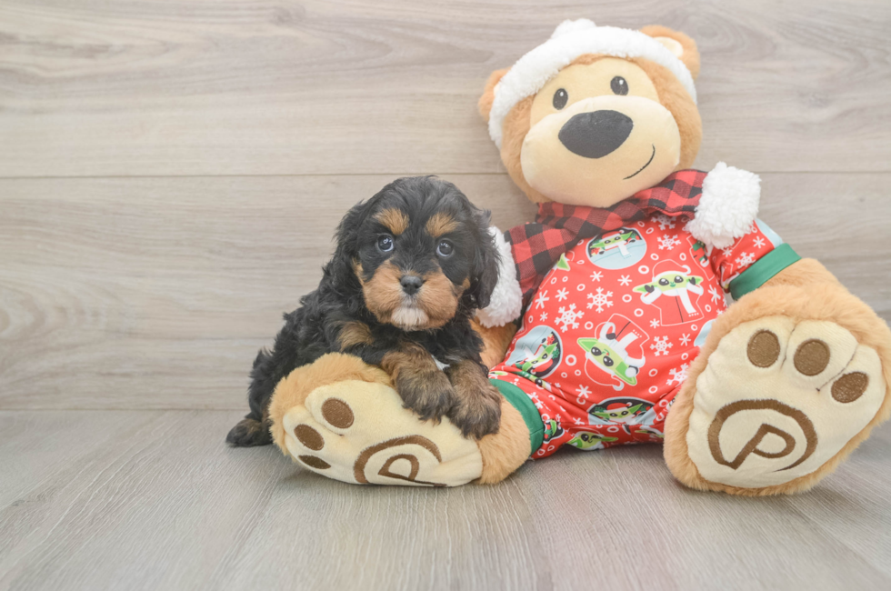 5 week old Cavapoo Puppy For Sale - Puppy Love PR
