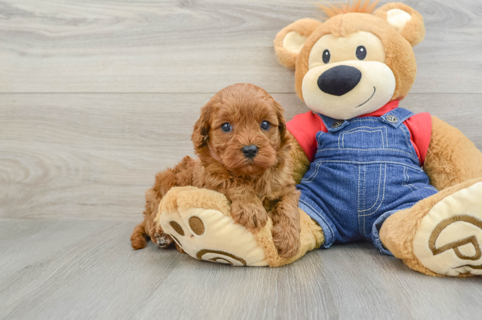 6 week old Cavapoo Puppy For Sale - Puppy Love PR