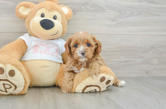 Happy Cavapoo Baby