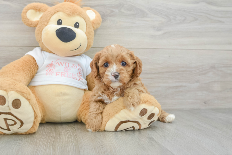 Meet Celine - our Cavapoo Puppy Photo 1/3 - Puppy Love PR Happy Cavapoo Baby