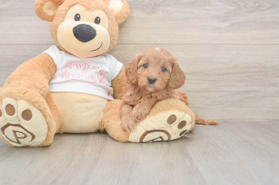 5 week old Cavapoo Puppy For Sale - Puppy Love PR