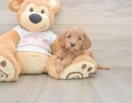 6 week old Cavapoo Puppy For Sale - Puppy Love PR 6 week old Cavapoo Puppy For Sale - Puppy Love PR