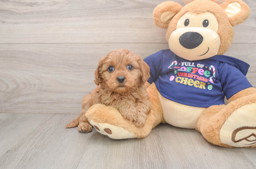 5 week old Cavapoo Puppy For Sale - Puppy Love PR