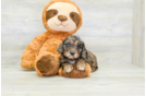 Cute Cavapoo Baby