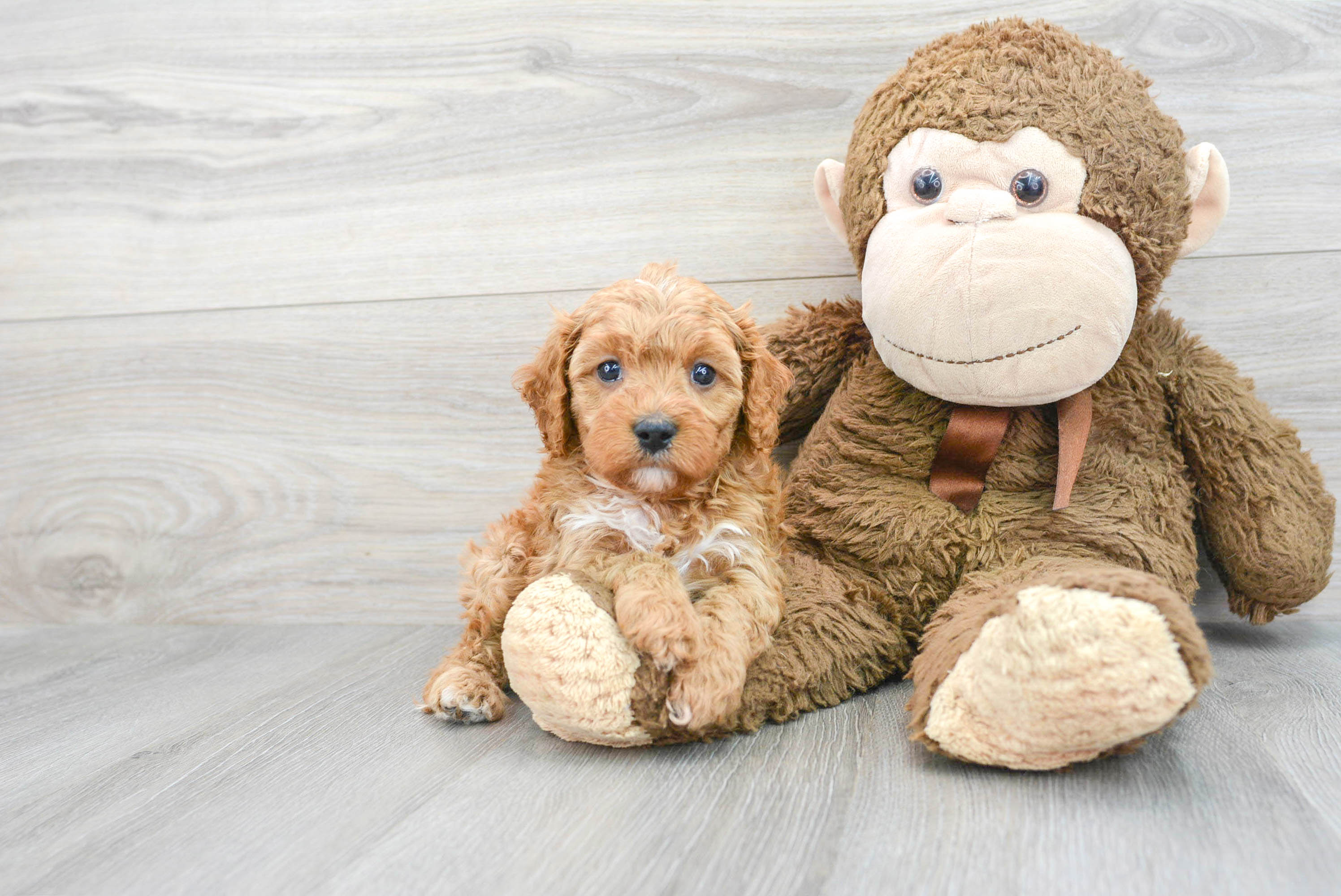 Cavapoo Puppy for Adoption