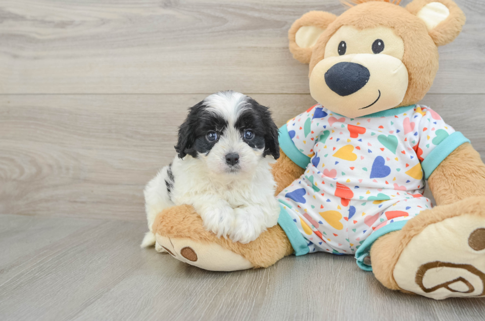 6 week old Cavapoo Puppy For Sale - Puppy Love PR