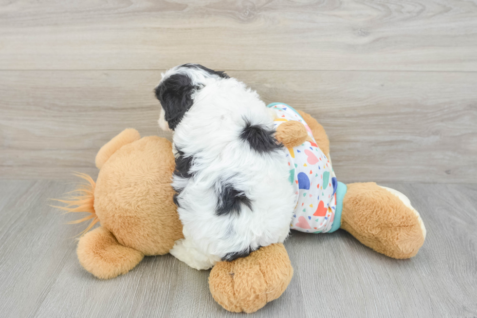 Cavapoo Puppy for Adoption