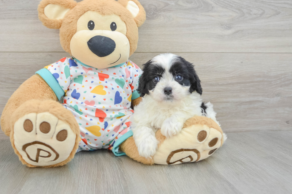 Smart Cavapoo Poodle Mix Pup
