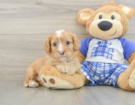 8 week old Cavapoo Puppy For Sale - Puppy Love PR
