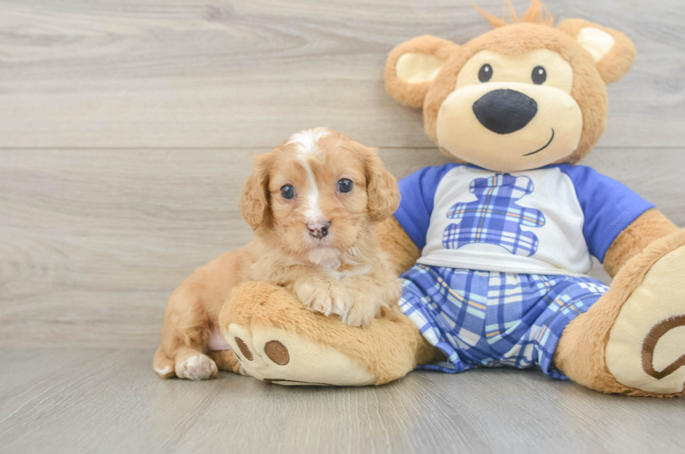 5 week old Cavapoo Puppy For Sale - Puppy Love PR