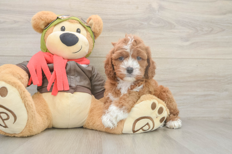 5 week old Cavapoo Puppy For Sale - Puppy Love PR