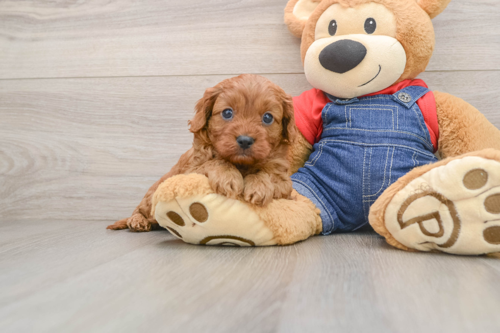 Petite Cavapoo Poodle Mix Pup