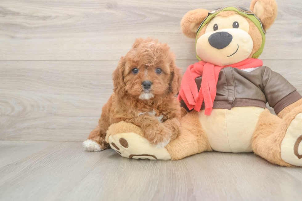 Cute Cavapoo Baby