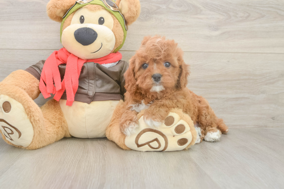 Best Cavapoo Baby