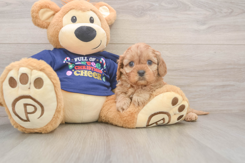 5 week old Cavapoo Puppy For Sale - Puppy Love PR