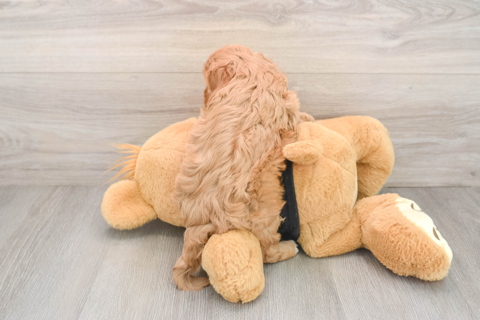 Petite Cavapoo Poodle Mix Pup